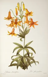 Penduliflorum lily、 `Les Liliacearum、1811年